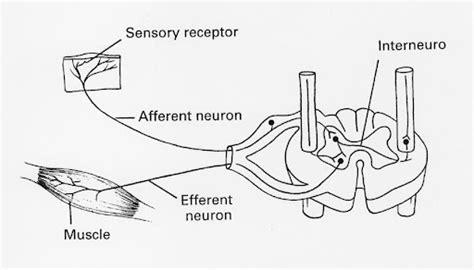 relx atc|reflex arc byjus.
